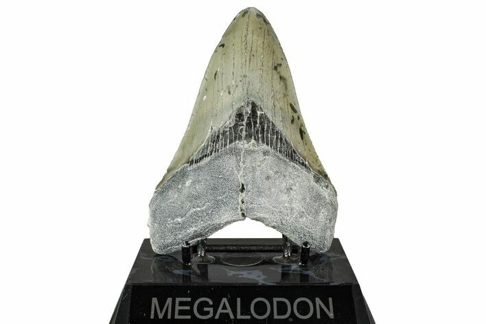 Fossil Megalodon Tooth - North Carolina #349330